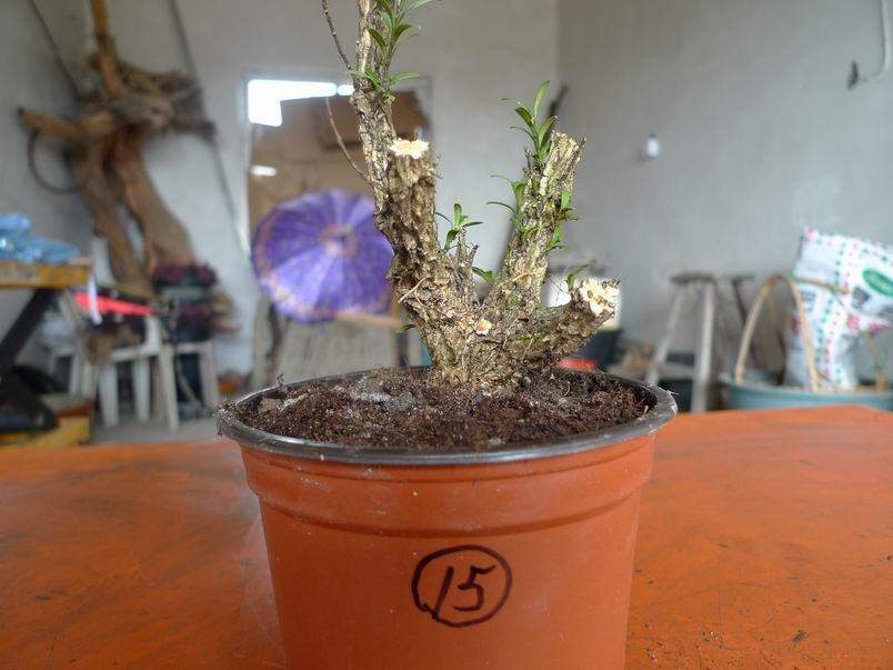 P1070201.JPG