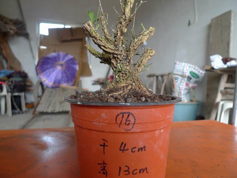 P1070207.JPG