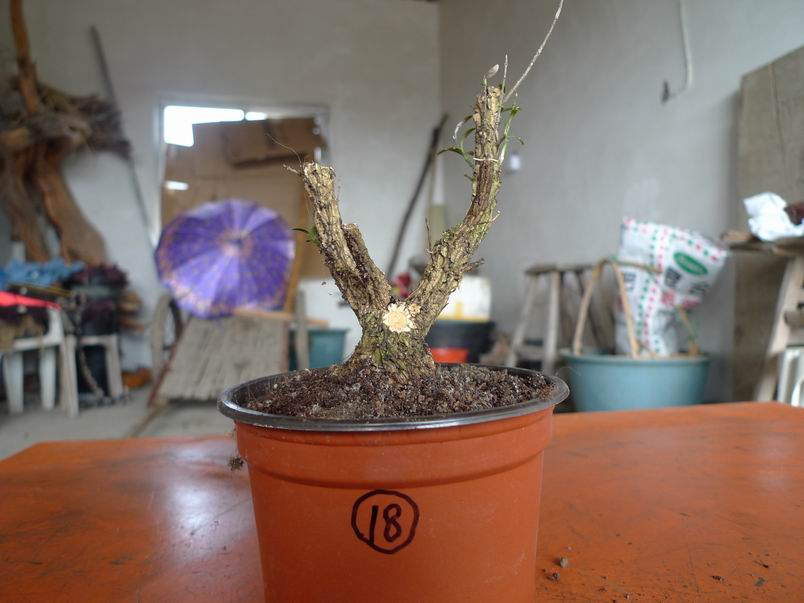 P1070210.JPG
