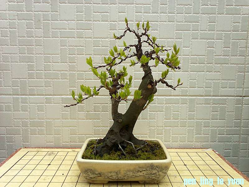 201303152529_.jpg