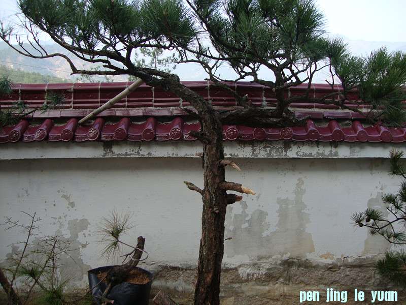 DSC00991_.jpg