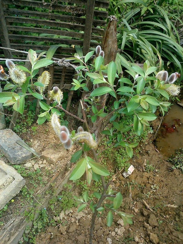 psbCAVCAAL3.jpg