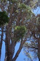 DSC00567 (133x200).jpg