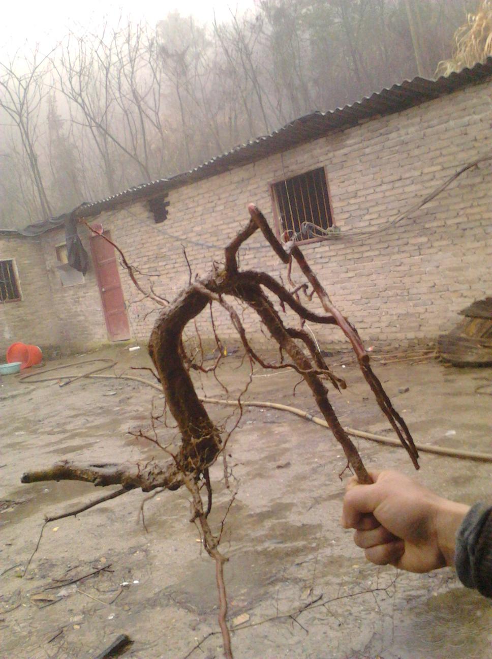IMG_20130226_152334.jpg