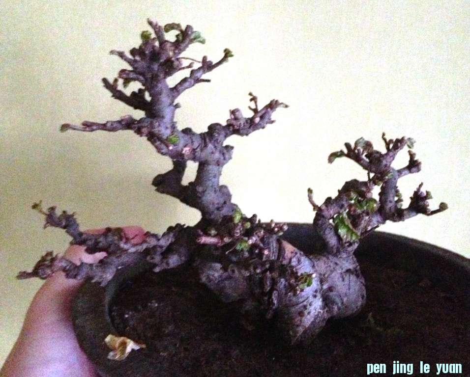 ܣ棩