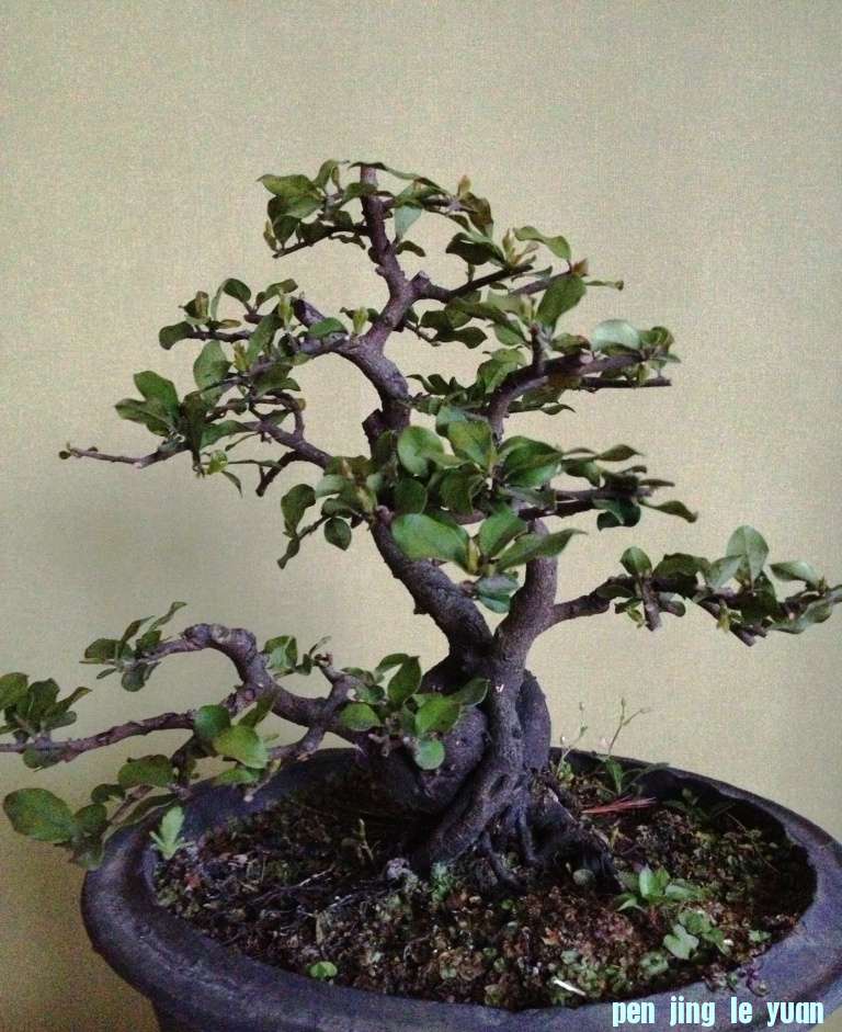 ƿ棩