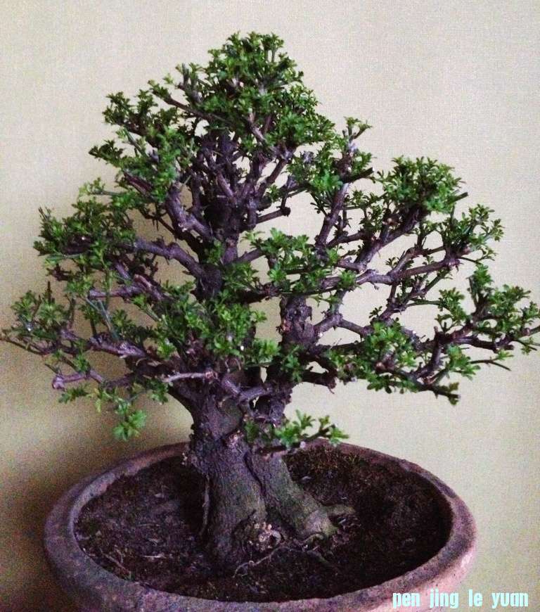 ӭ棩