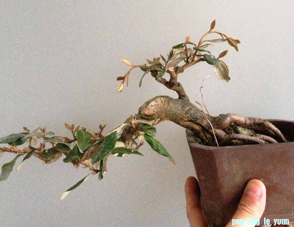 ӣ棩