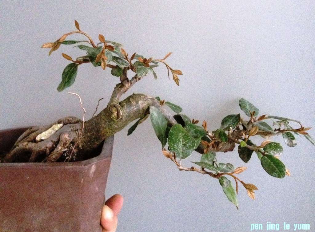 ӣ棩