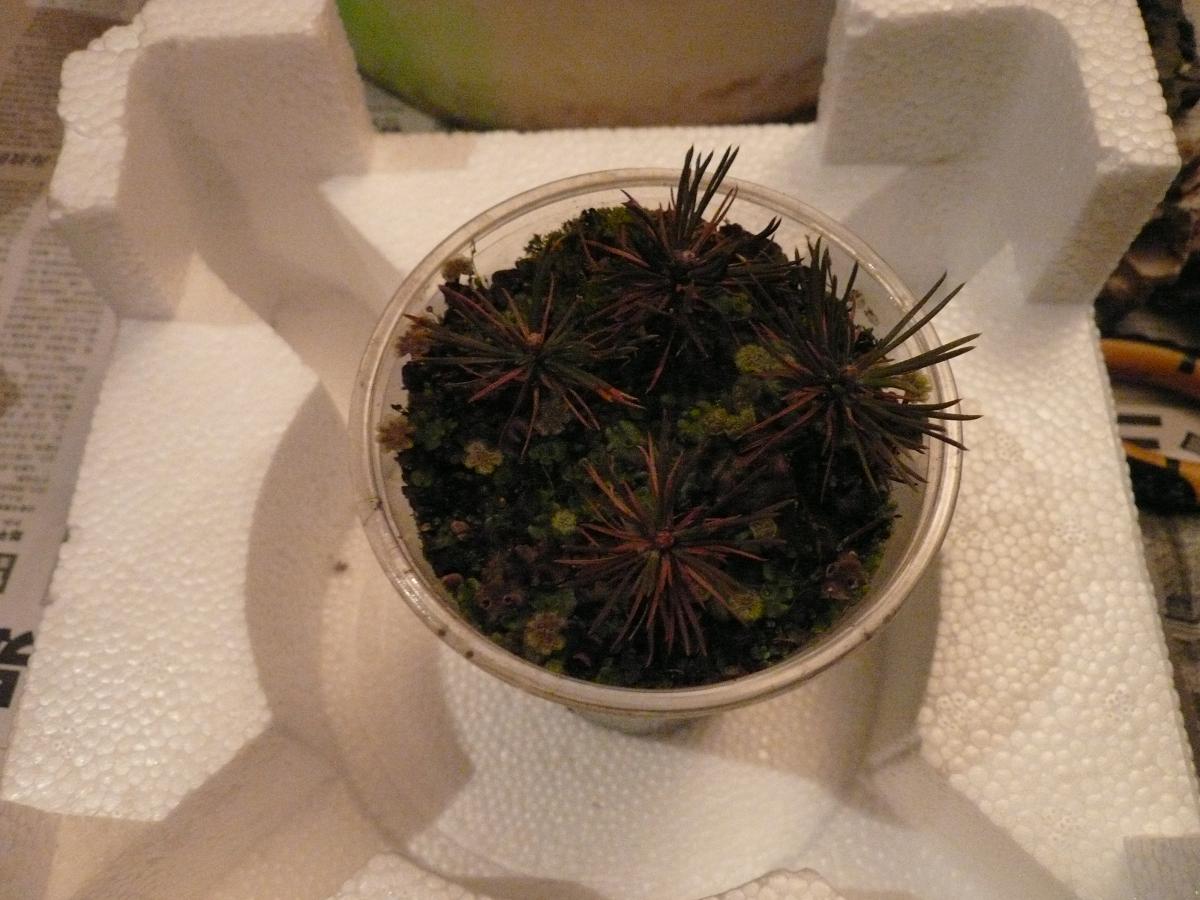 P1110731.JPG