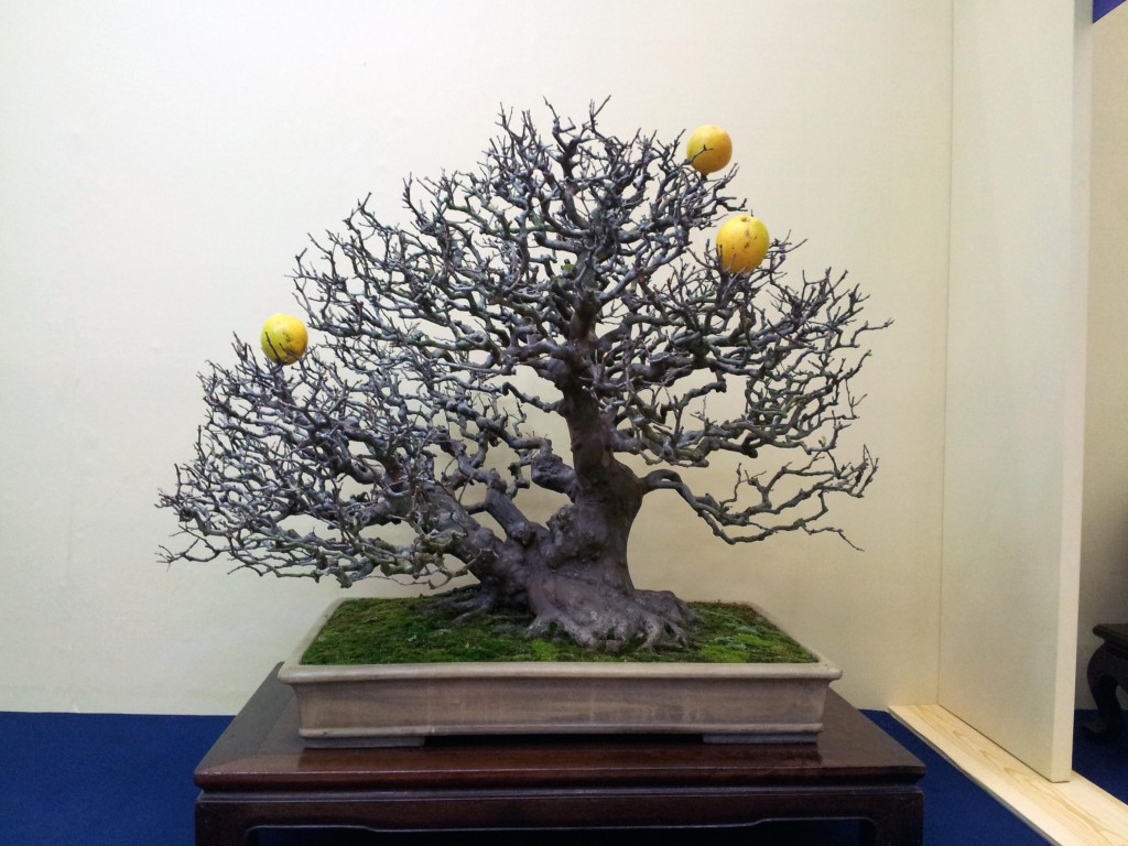 conew_20121123_095424.jpg