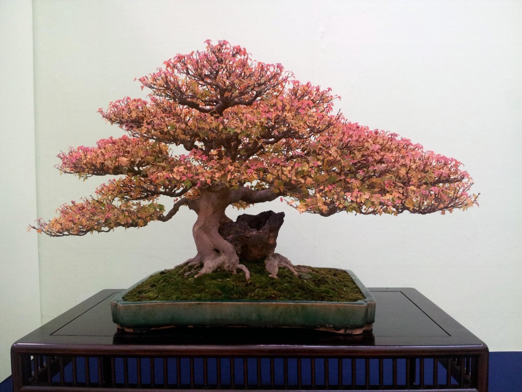 conew_20121123_121254.jpg
