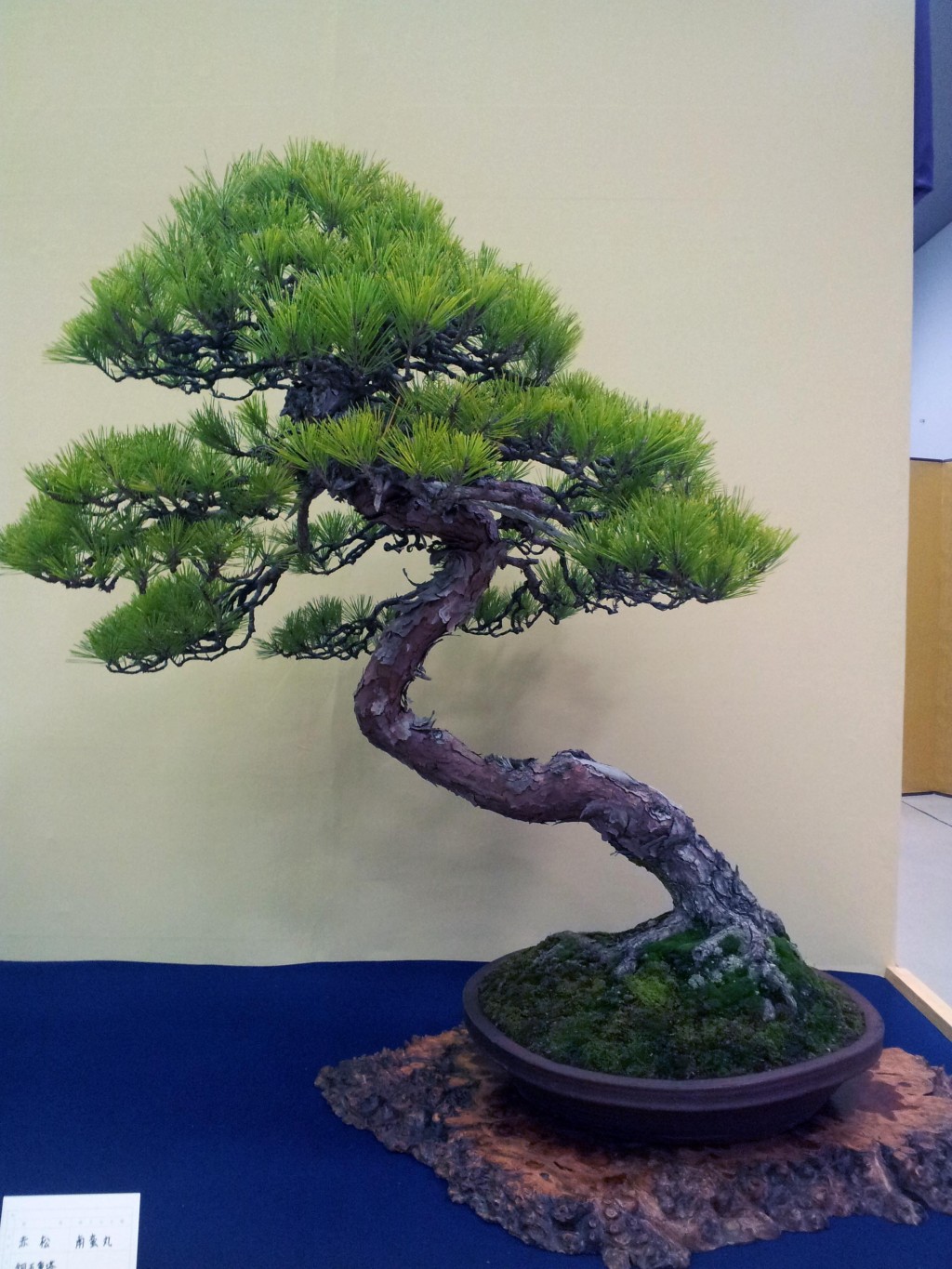 conew_20121123_121341.jpg