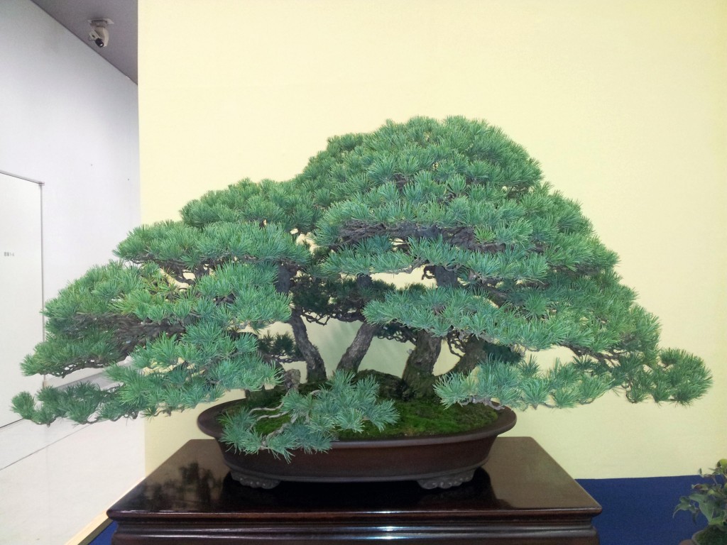conew_20121123_121353.jpg