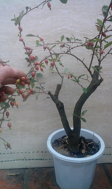 IMG0226112600.jpg