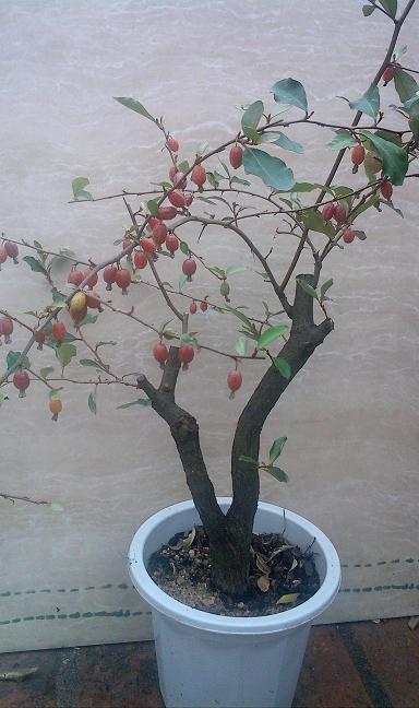 IMG0226112801.jpg