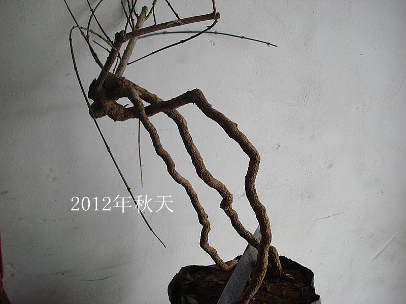 DSC04133__.jpg