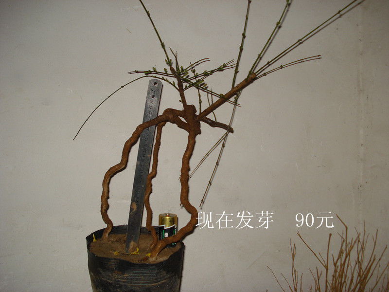 DSC04818_.jpg