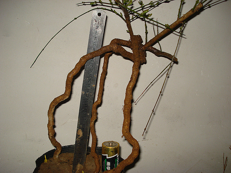 DSC04819_.jpg