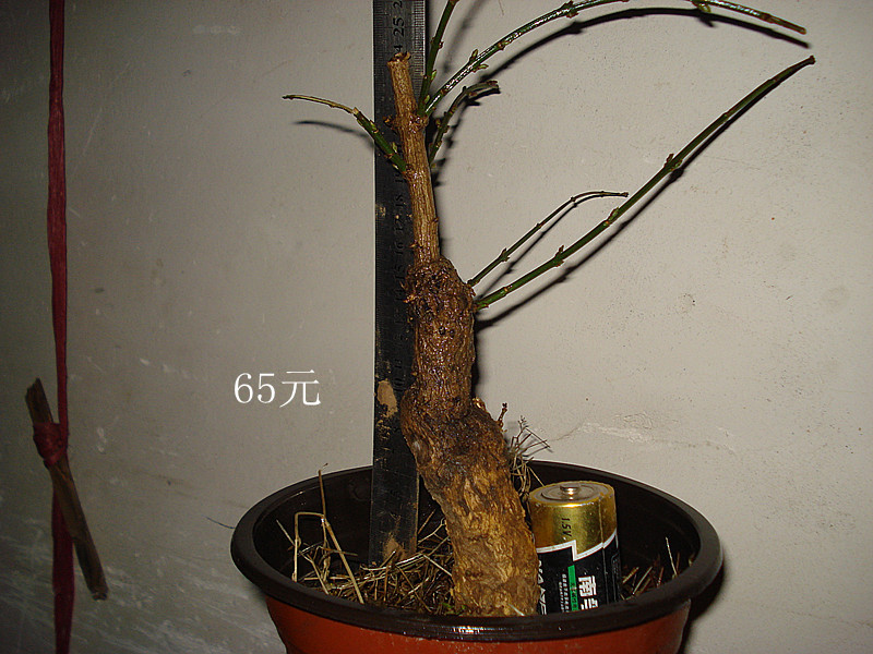 DSC04826__.jpg