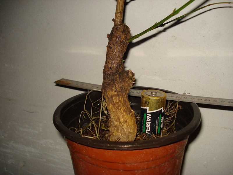 DSC04831_.jpg