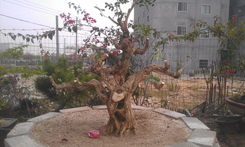 IMAG1402_.jpg