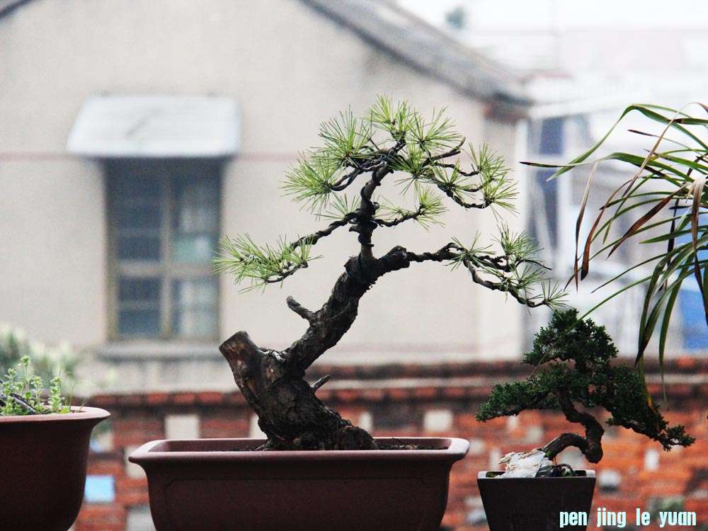 Ƭ 029.jpg