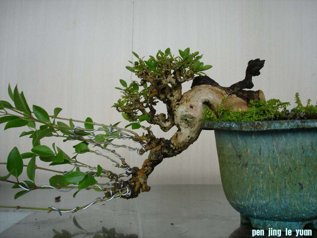conew_8pfkdtbiywatkjujo0jrbw.jpg