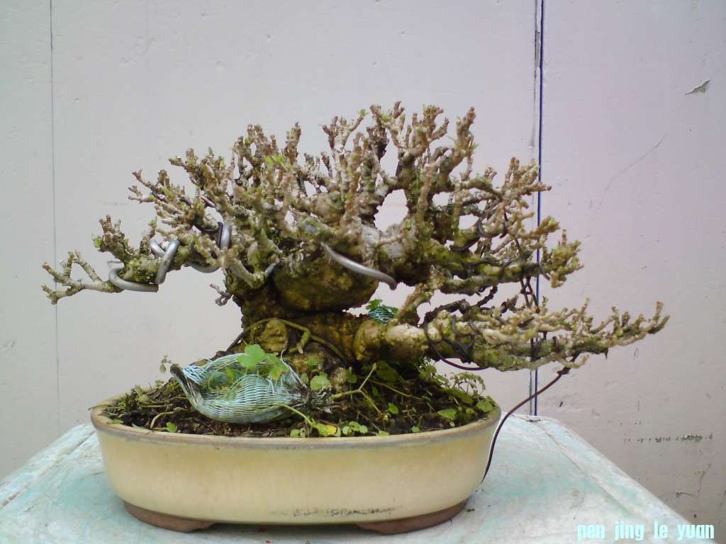 conew_6551se3hrjp65qyvo7azxq.jpg