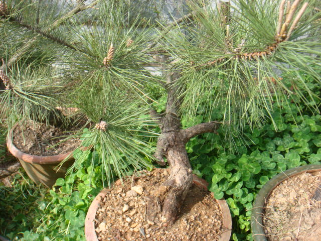 DSC03064.JPG