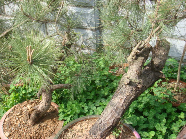 DSC03065.JPG