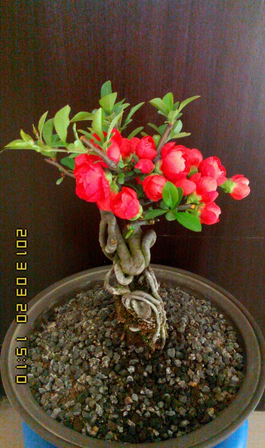 IMG0320151000.jpg