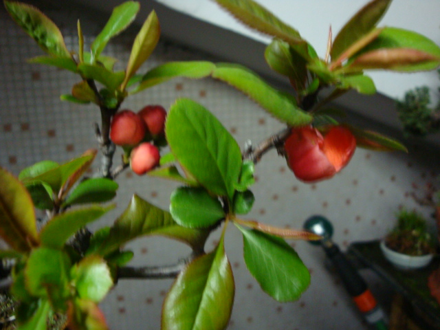 DSC02536.JPG