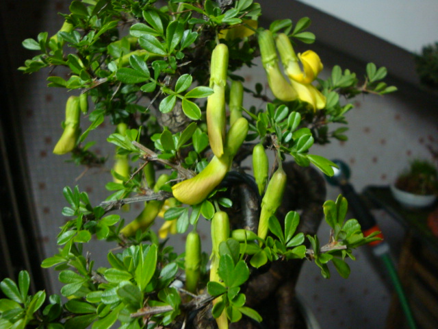 DSC02538.JPG