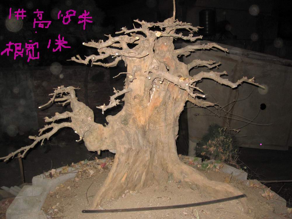 IMG_1077.jpg