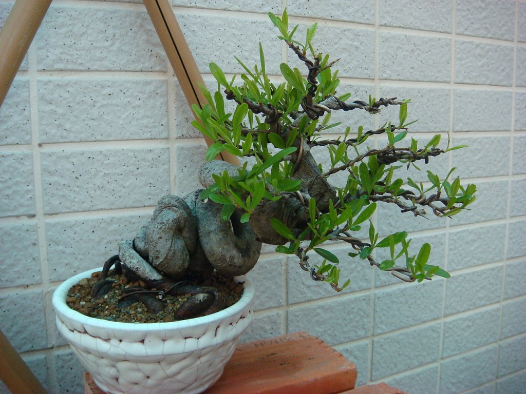 conew_lpgqt7otolq_wmnhg5pktw.jpg