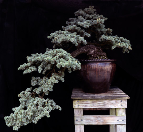 bonsai_11014.jpg