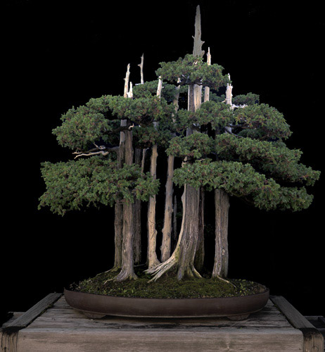 bonsai_11033.jpg