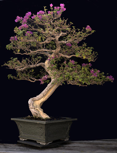 bonsai_11035.jpg