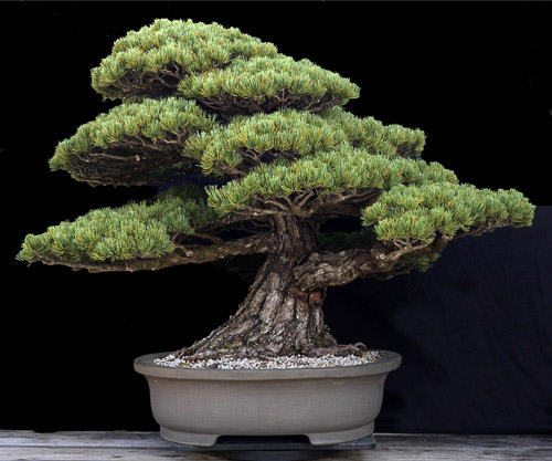 bonsai_11037.jpg