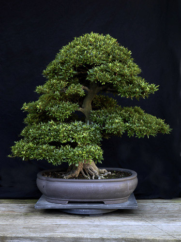 bonsai_11045.jpg