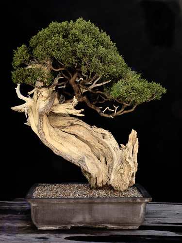 bonsai_11061.jpg