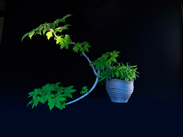 bonsai2__1.jpg