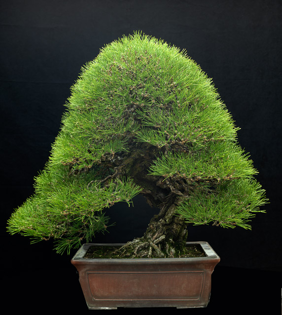 bonsai2__2.jpg