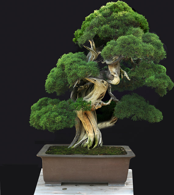 bonsai2__3.jpg