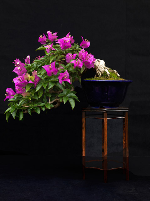 bonsai2_4.jpg