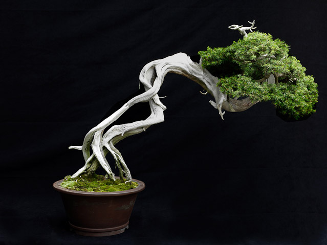 bonsai2_3.jpg