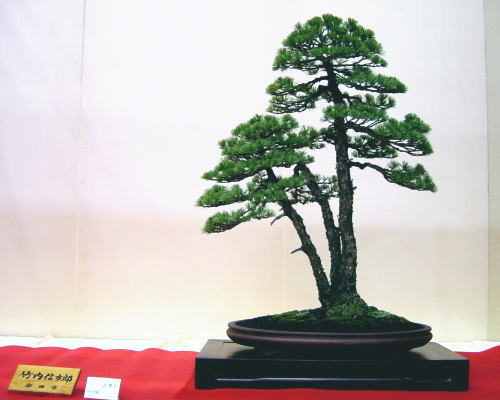 2005-11-4-17kai-goman-1-takeuti-siniti-d.jpg
