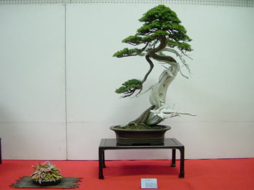 18kai-kasai-takasi-dai.jpg
