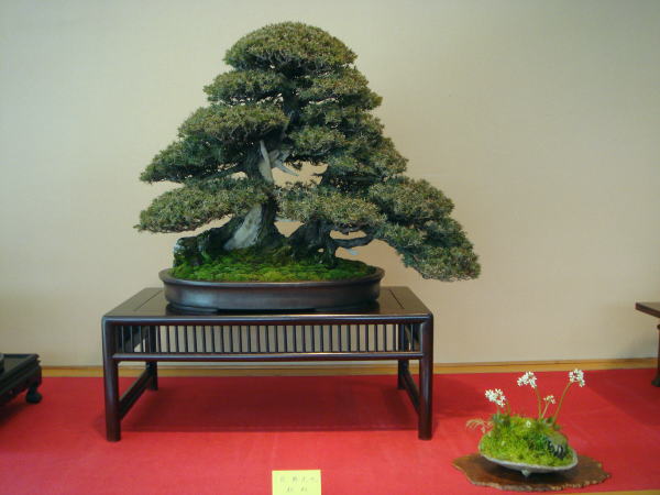21kai-kihatikai-ogino-mituya-dai.jpg